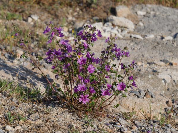 <h3>Malva&nbsp;sylvestris / Common&nbsp;mallow / Groot&nbsp;kaasjeskruid</h3>OM-1 Mark II met OLYMPUS M.150-400mm F4.5, 1/2000 sec  bij F4.5, ISO 250, afstand 6.66&nbsp;m